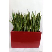 Lechuza cararo 75 cm cu Sansevieria laurentii 3 plante 24/80 cm (paravan verde)